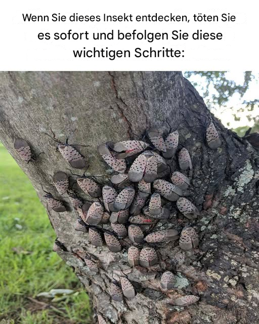 Gefleckter Milan – Warnung: Warum Sie schnell handeln sollten, wenn Sie dieses Insekt sichten.
