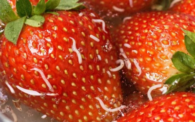 Ich habe Erdbeeren in Salzwasser eingeweicht, und daraus kamen diese weißen Dinger heraus?