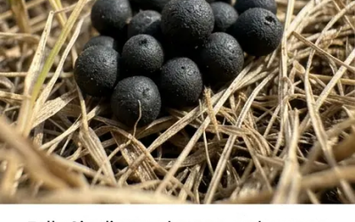 Was tun, wenn Sie seltsame schwarze Kugeln in Ihrem Garten finden: Was sind sie wirklich?