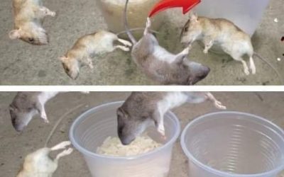 Dadurch verschwinden Ratten und Schaben noch am selben Tag