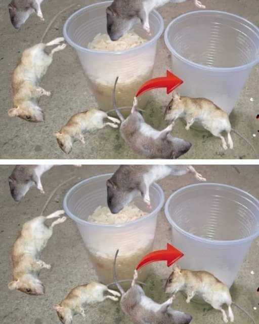Dadurch verschwinden Ratten und Schaben noch am selben Tag