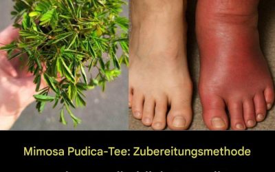 Mimosa Pudica Tee: Zubereitungsmethode und gesundheitliche Vorteile