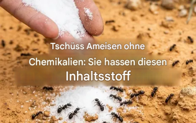 Ameisen ohne Chemie loswerden: Sie hassen diesen natürlichen Inhaltsstoff.