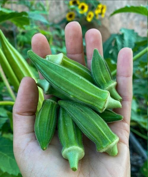 Warum Okra laut Experten die Gesundheit unterstützen kann