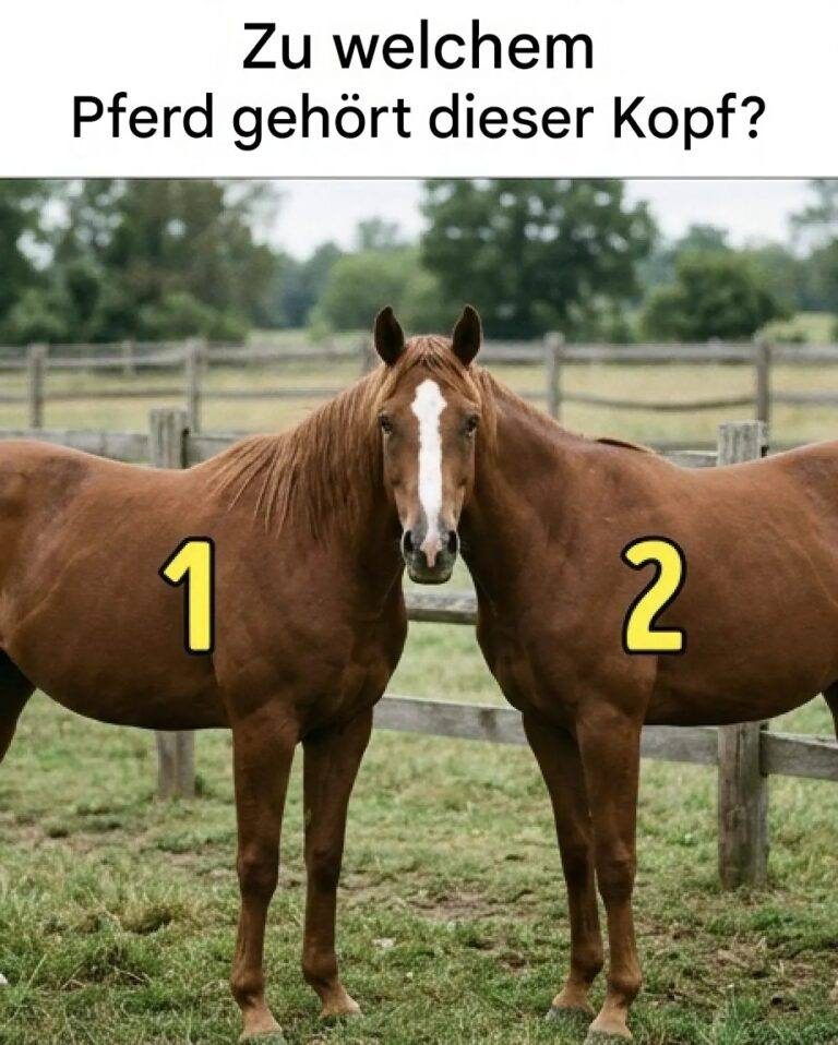 Wessen Kopf ist der dieses Pferdes?..