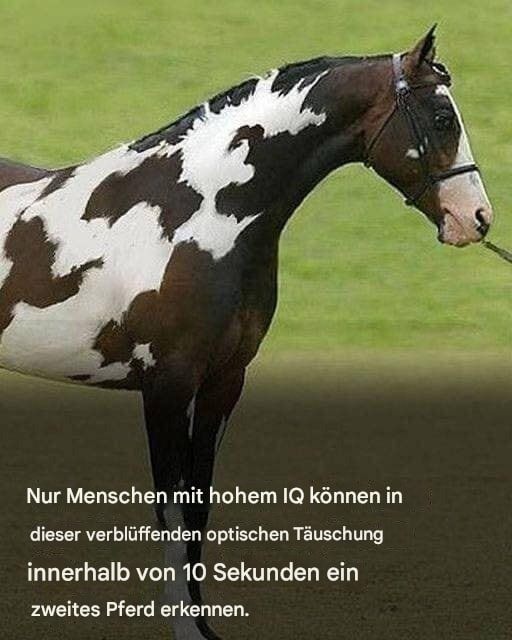 Nur Menschen mit hohem IQ werden das zweite Pferd in dieser verblüffenden optischen Täuschung entdecken.