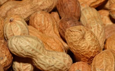 Wie Erdnüsse wertvolle Nährstoffe in die Ernährung älterer Erwachsener einbringen können