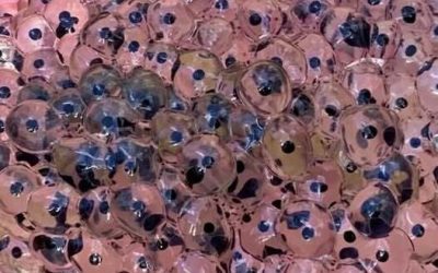 Bauer stößt auf mysteriöse Eier im Feld Wissenschaftler offenbaren erstaunliche Wahrheiten