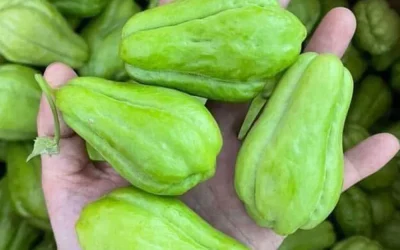 Ärzte enthüllen, dass der Verzehr von Chayote … verursacht.