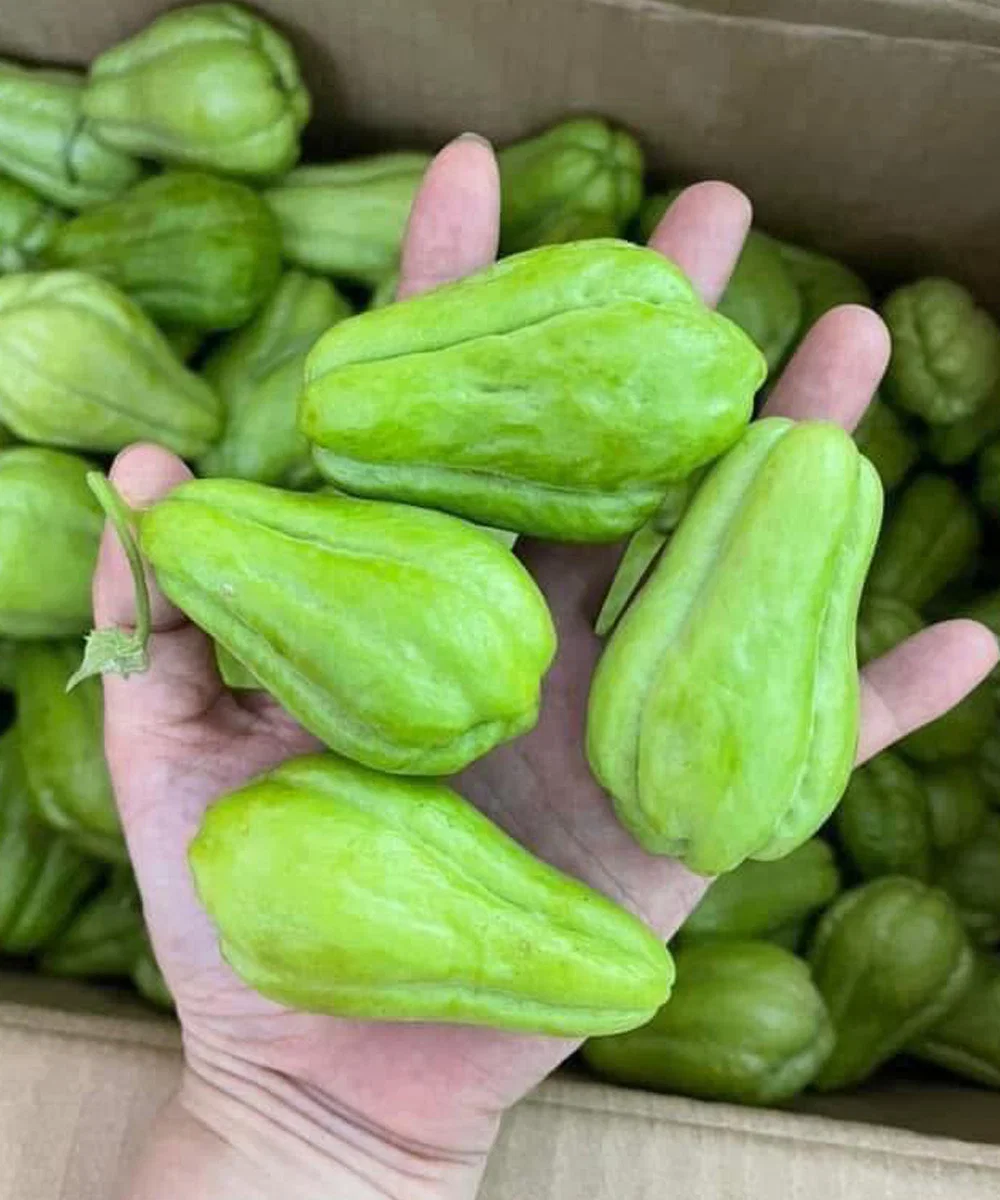 Ärzte enthüllen, dass der Verzehr von Chayote … verursacht.