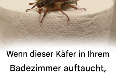 Wenn dieses Insekt in Ihrem Badezimmer auftaucht, bedeutet das, dass Sie …