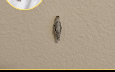 Wenn Sie diese Insekten an den Wänden Ihres Hauses haben, ist es am besten…