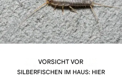 Silberfischchen im Haus: Das Warnsignal, das man nicht ignorieren sollte, und wie man sie fernhält