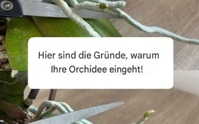 Hier sind die Gründe, warum Ihre Orchideentür!