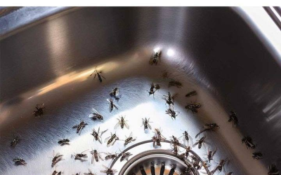 Einfacher Trick, um Mücken in der Küche loszuwerden