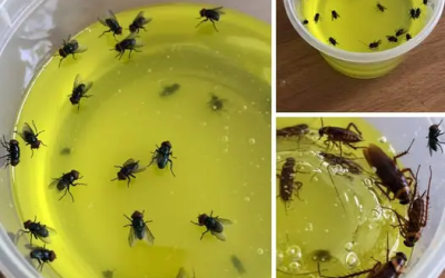 Verabschieden Sie sich von Schädlingen in Ihrem Zuhause: Eine bewährte Methode, die Fliegen und Kakerlaken in Rekordzeit beseitigt.