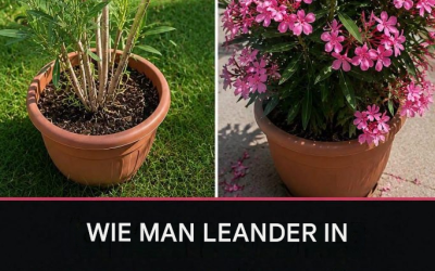 So retten Sie Ihren Oleander in der Hitzewelle: Das ist alles, was nötig ist, und er wird selbst bei größter Hitze üppig blühen.