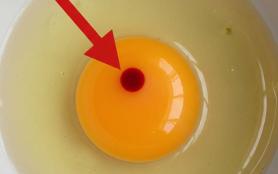 Ich habe rote Flecken in meinen Eiern entdeckt – kann ich sie noch essen oder sollte ich sie wegwerfen?