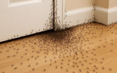 Wenn Ameisen in Ihr Haus eindringen, versucht Ihnen das Universum Folgendes mitzuteilen.