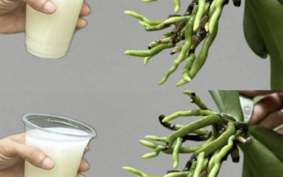 Orchideen blühen zehnmal üppiger, wenn sie mit dieser Zutat gegossen werden
