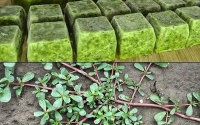 Dieses Unkraut darf man niemals zertreten; es gilt im Garten als wahre Goldgrube…