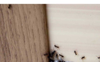 Ich habe schon vieles ausprobiert, aber dieser Trick funktioniert einwandfrei!