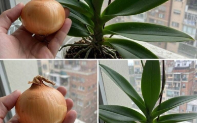 Eine Zwiebel genügt! Und die Orchidee blüht das ganze Jahr über ununterbrochen.