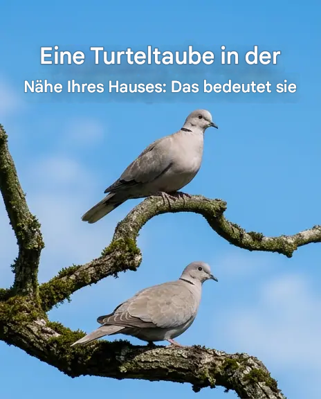 Ringeltaube in der Nähe Ihres Hauses: Spirituelle Bedeutung und Gründe für ihre Anwesenheit