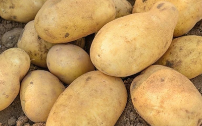Ärzte enthüllen, dass der Verzehr von Kartoffeln die Ursache für … ist. Weiterlesen …