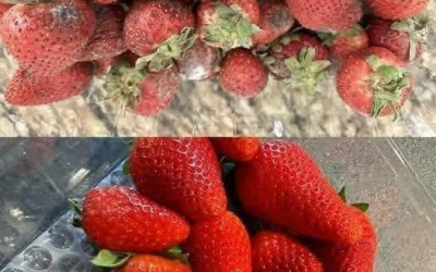 Früher habe ich im Angebot keine Erdbeeren gekauft, weil sie so schnell verderben! Vor Kurzem habe ich von einem Bauern einen genialen Trick entdeckt, mit dem Erdbeeren tagelang frisch bleiben! Sie schmecken auch nach mehreren Tagen noch wie frisch. Man braucht dafür nur eine einzige Zutat, die man bestimmt zu Hause hat.