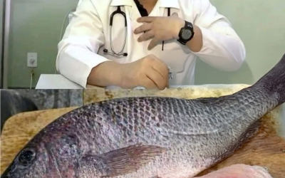 Wie oft sollte man Fisch essen, um genügend Omega-3-Fettsäuren aufzunehmen? Eine Ernährungsberaterin gibt Antworten.
