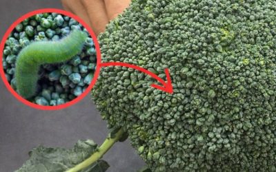 Brokkoli nur mit Wasser zu waschen ist falsch: So geht es richtig.