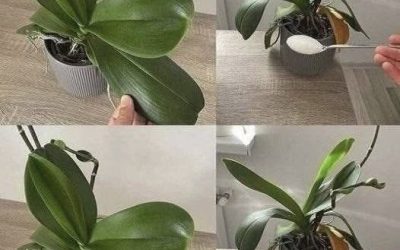 Orchideen: Ein Esslöffel genügt, und sie blühen ununterbrochen – ein hochwirksamer Dünger.