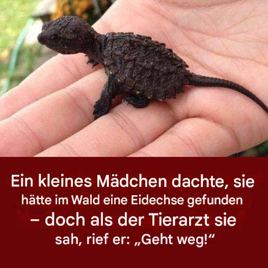 Ein junges Mädchen dachte, sie hätte eine Eidechse entdeckt. Doch als der Tierarzt sie untersuchte, war sie fassungslos.