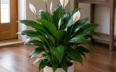 Just 1 Cup Makes Peace Lily Bloom Like Crazy (Even the Ugly Ones)
