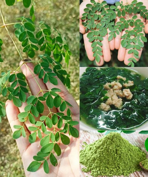 Der Wunderbaum: Entdecken Sie 10 gesundheitliche Vorteile von Moringa und wie Sie sie nutzen können