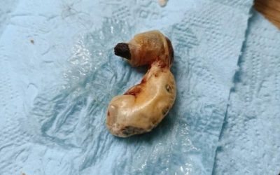 Ich fand es beim Putzen im Zimmer meines Sohnes – Die Geschichte eines kleinen Mädchens, eines Glases Erde und eines Wunders