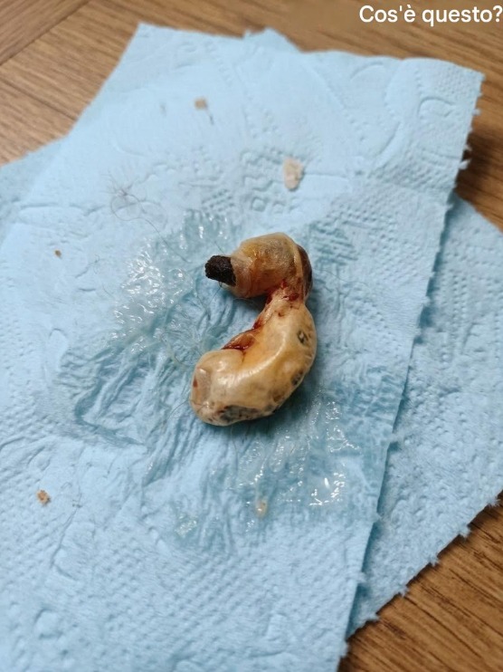 Ich fand es beim Putzen im Zimmer meines Sohnes – Die Geschichte eines kleinen Mädchens, eines Glases Erde und eines Wunders