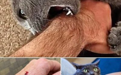Als du kattest, beweist, dass es echt ist…