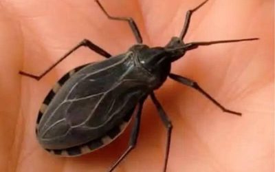 Erste Anzeichen dafür, dass Sie von einer Raubwanze gebissen worden sein könnten – und warum es wichtig ist, darauf zu achten