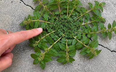 Ein einziges Blatt dieser Pflanze ist eine Goldgrube wert!
