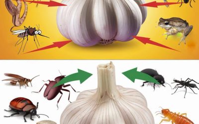 Natürliche Schädlingsbekämpfung mit Knoblauch: eine einfache und chemikalienfreie Lösung.