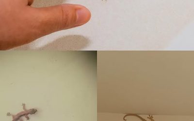 Wussten Sie, dass der Besuch einer Eidechse eine tiefgründige Bedeutung hat?