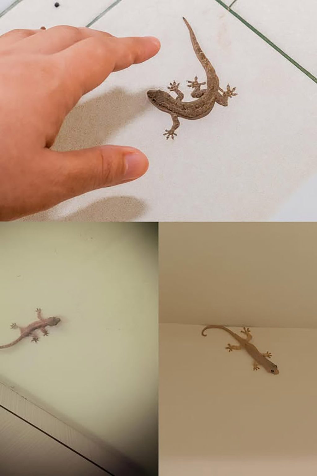Wussten Sie, dass der Besuch einer Eidechse eine tiefgründige Bedeutung hat?