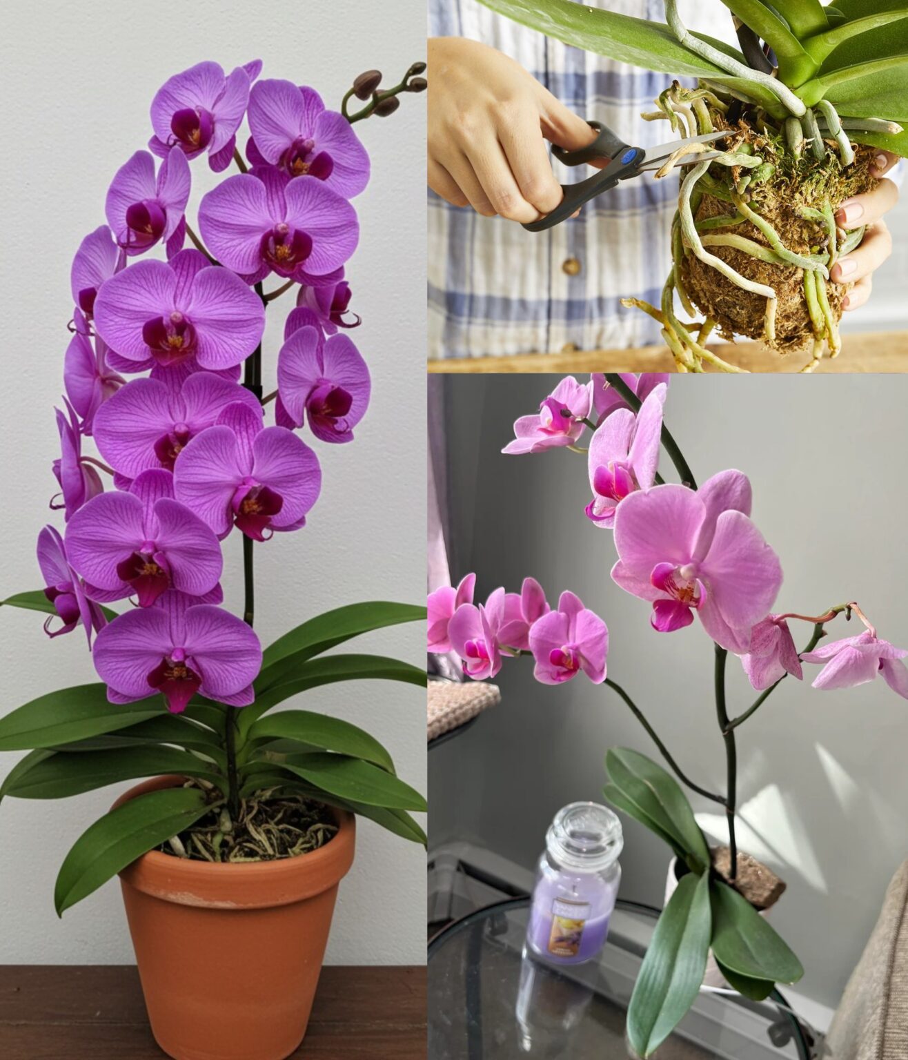 So ziehe ich Orchideen überall zum Wachsen: Gesunde Blütenstängel und natürlicher Dünger für blühende Orchideen