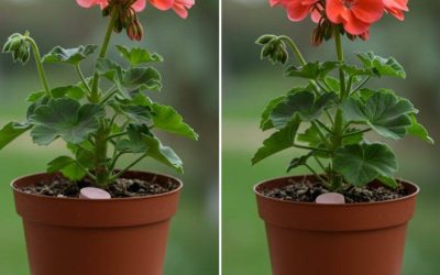 Eine einzige Tablette genügt, um jede Blume im Haus zum Blühen zu bringen: Sie erwacht sofort zum Leben.