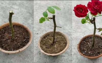 🌹 Nur wenige Menschen kennen diesen einfachen Trick, um Rosen schnell wachsen zu lassen!