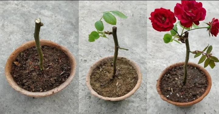 🌹 Nur wenige Menschen kennen diesen einfachen Trick, um Rosen schnell wachsen zu lassen!