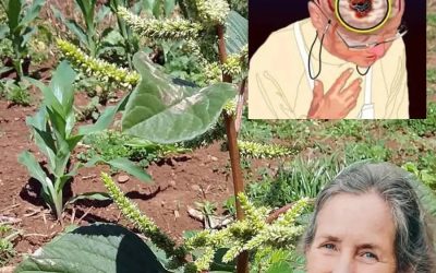 Warum dieser „Grünabfall“ aus Ihrem Garten tatsächlich zu den nährstoffreichsten Lebensmitteln der Welt gehört.