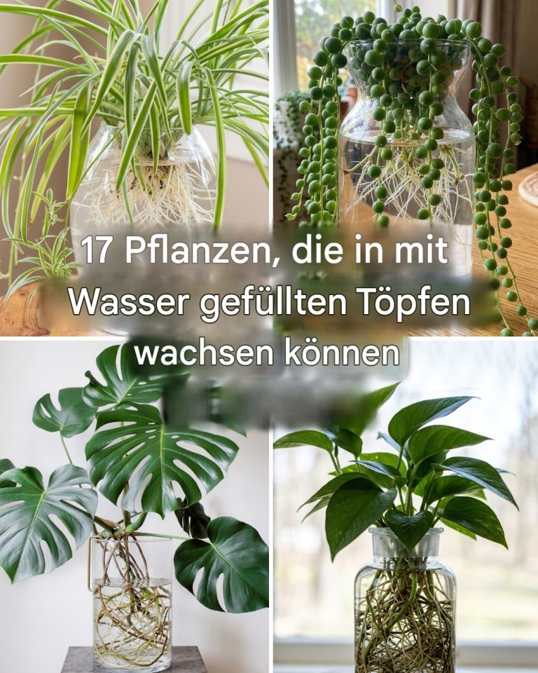 17 Pflanzen, die man in mit Wasser gefüllten Töpfen halten kann